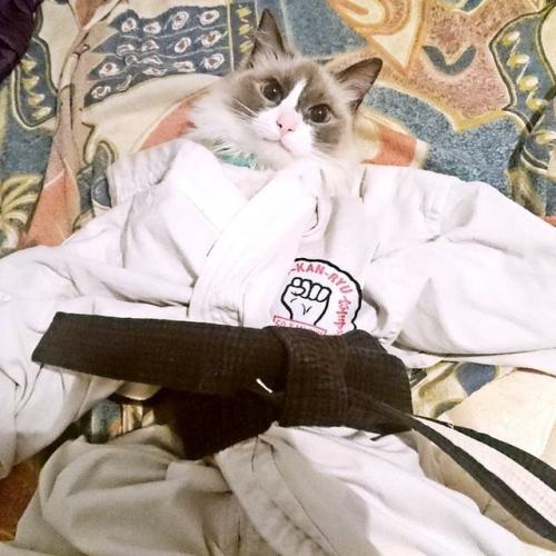 FUR-CUS! PURR-SITIVITY!! HU-MEOW-LITY!!! PURR-SISTENCE!! OSSU SENSEI! #KARATECAT @gkr_karate