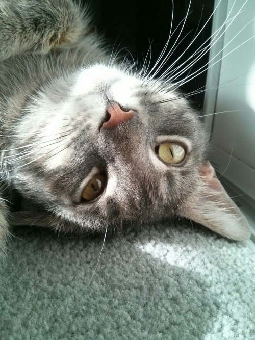 thelivemouse:Pierogi sunbathing in all of his glory.@mostlycatsmostly