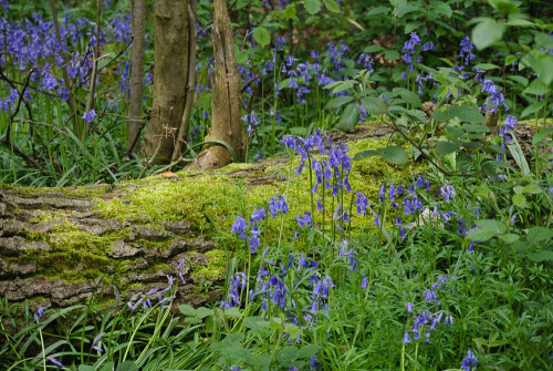pagewoman:Bluebells at the Great Wood, Blickling Hall, Norfolk, England