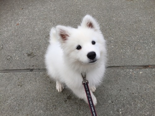 ptchew:Look at this precious baby I met yesterday! He was so soft… It was like petting a happy cloud…