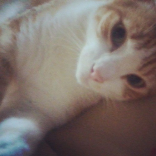 #Gatinho