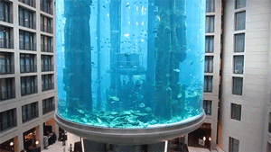 blazepress:  Elevator inside an aquarium.
