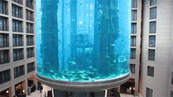 blazepress:  Elevator inside an aquarium.