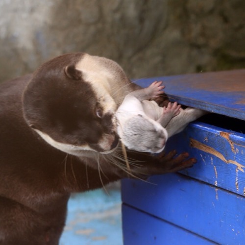 maggielovesotters: Otter mum thinks it’s a good time to take her pup out for some fresh air. Source: