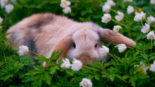 Sex gardenofgod:Lop-Eared Rabbit Among Wood Anemones. pictures