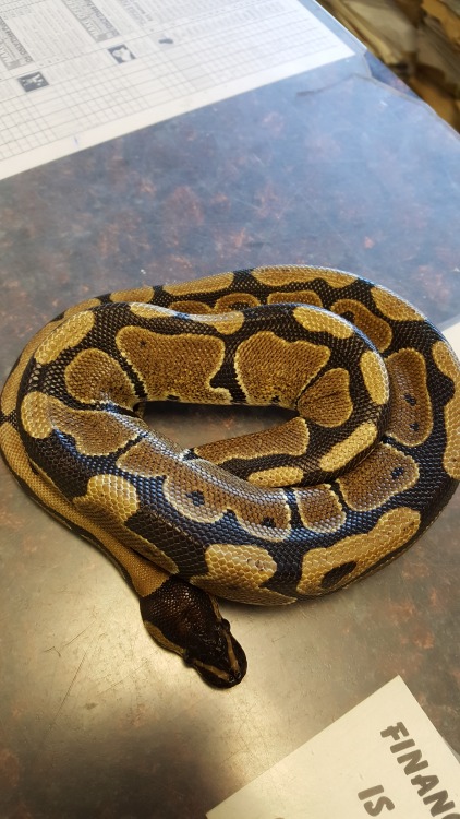 blog-python:Heart snake