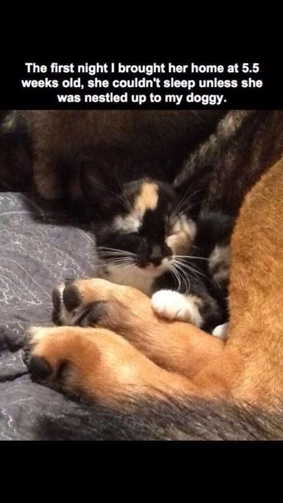 red-faced-wolf:  babyanimalgifs: this is so sad  I don’t need this before work