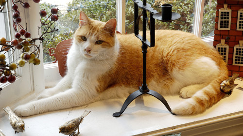 Ballard - Gift Shop Cat, Yorktown, VA (via ggreider)