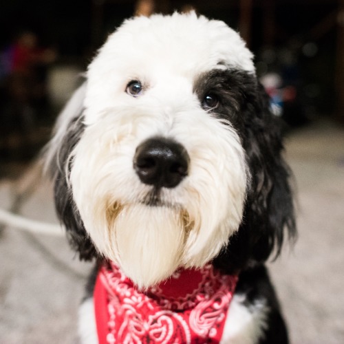thedogist:Goose, Sheepadoodle (1 y/o), The ABGB w/ Book People, Austin, TX • “He’s allergic to peanu