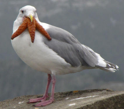 coelasquid:Here are some pictures of seagulls eating starfish for you to enjoy.