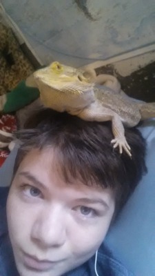 its-hobbles:  fury-and-beardies:  Optimal sitting position obtained  That’s my homie