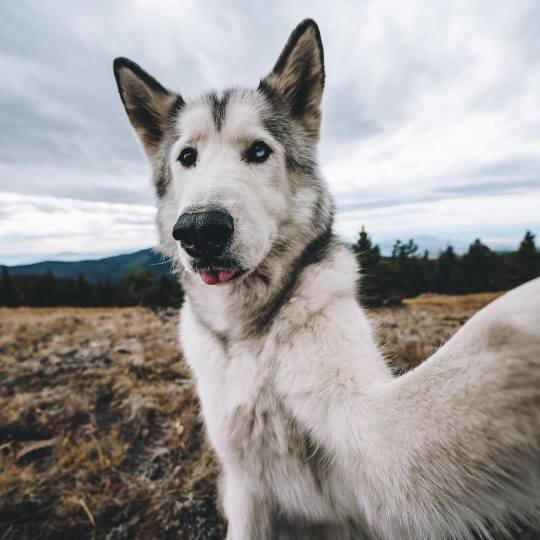 Meet Loki the Wolfdog and his friends.