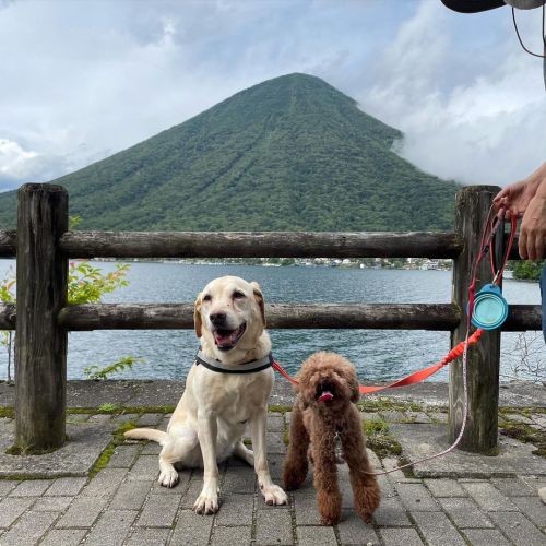 きのうののんびとあん 奥日光涼しい #dog #犬 #labrador #poodle #北関東一かわいい #中禅寺湖 #湯ノ湖 https://www.instagram.com/p/CS9h_WK