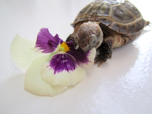 thewhimsyturtle:  November Nostalgia  Back in July, Mommy came across a bunch of pansies while she was out and about.  She picked one just for me!  I was so excited I stuffed my face like there was no tomorrow! 