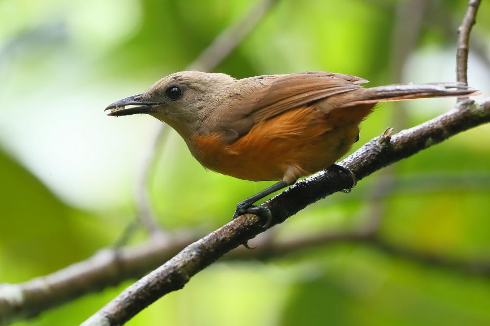 Pitohui-'s Profile 