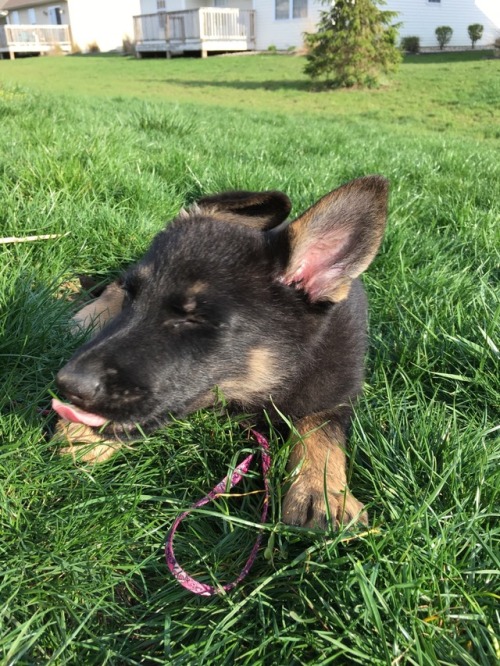 stark-thegermanshepherd:She is such a happy ball of fun.