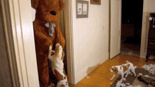 gifsboom:  Video: Two Cute Dogs Receive a Surprise Visit From a Giant Teddy Bear. 