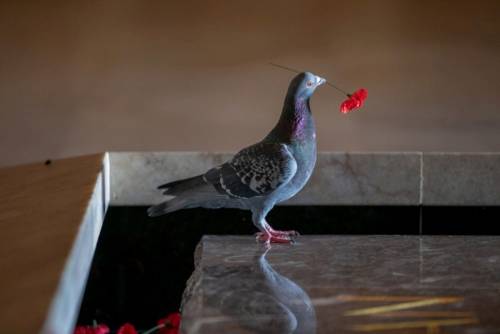 sixth-light:iwilltrytobereasonable:cant-hug-every-human:thedeadofflandersfields:Pigeon steals poppie