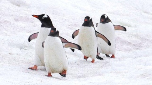 guys penguins naruto run