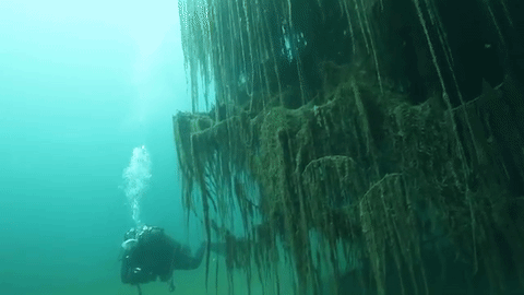 lionfloss:Underwater Forest, Kazakhstan