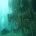 lionfloss:Underwater Forest, Kazakhstan