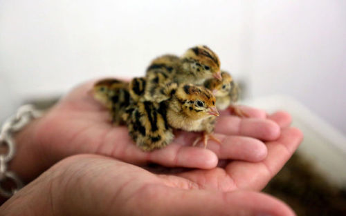 No two quail look the same. Like snowflakes, each one has a unique pattern of feathers, just as ever