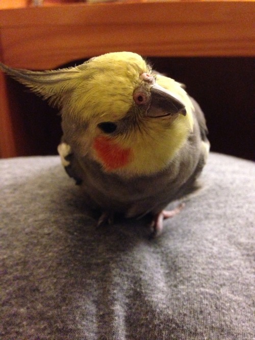 pepperandpals: BIRB comes with incredulous head tilting action!