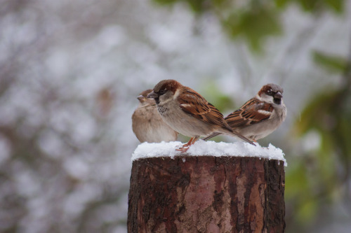 i haven’t logged on in a long time. but anyway - here are some photos of gorgeous birds in the winte