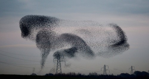 secfromdisaster:Thousands of the birds have arrived to roost in the village near Gretna, Scotland, w