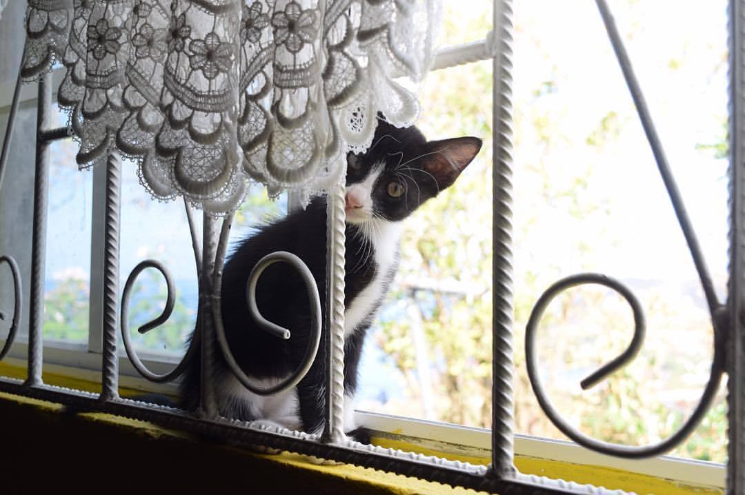 Meet midnight she is as troublesome as she looks but I still love her