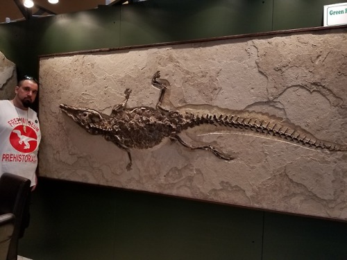 buy-skulls:Giant fossil crocodilians? Yup, apparently they’ve got those down here in Tucson too!