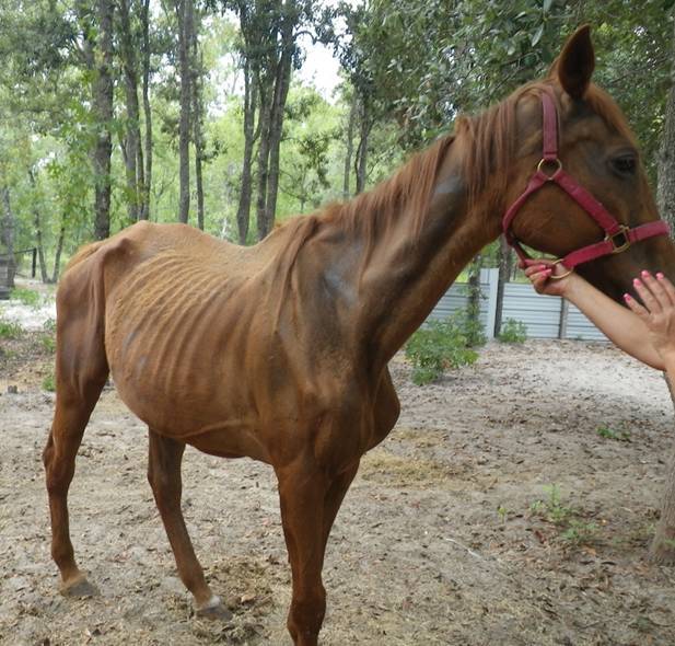 equine-awareness:  The Chincoteague PonyEvery little girl wants a pony, it is said.