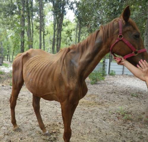 Porn Pics equine-awareness:  The Chincoteague PonyEvery