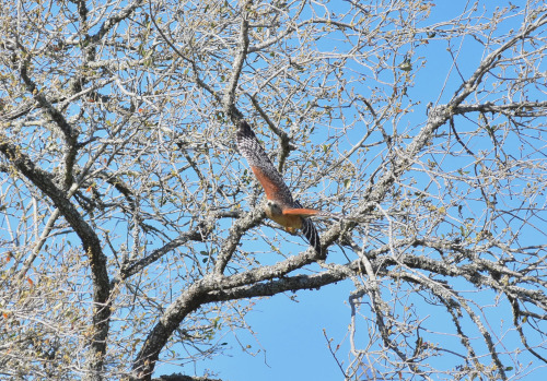 The moments directly after a red-shouldered hawk (Buteo lineatus) jumped from its perch, displaying 