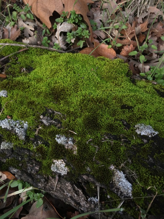 mossylesbian:  Moss appreciation post 