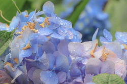 todayintokyo:Rainy season hydrangeas