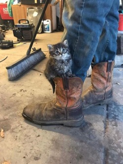 strohller27: markv5:  Котейка в сапоге  “Puss in boot” 