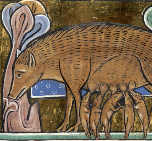 sow and pigletsbestiary, England ca. 1226-1250Bodleian Library, MS. Bodl. 764, fol. 37v