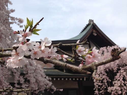 Why Did it Take You So Long, Deer? I finally got to go to Nara Park! There really isn&rsquo;t mu