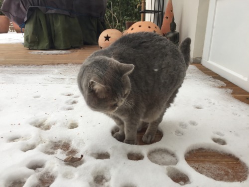 awwww-cute:My Cat hates snow. (Source: http://ift.tt/2jKOQk6)