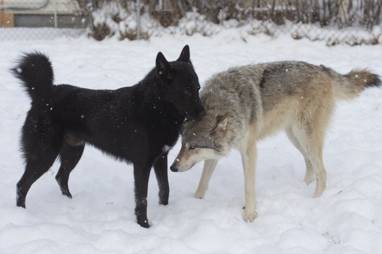 Warden & Zephyr are good friends <3 