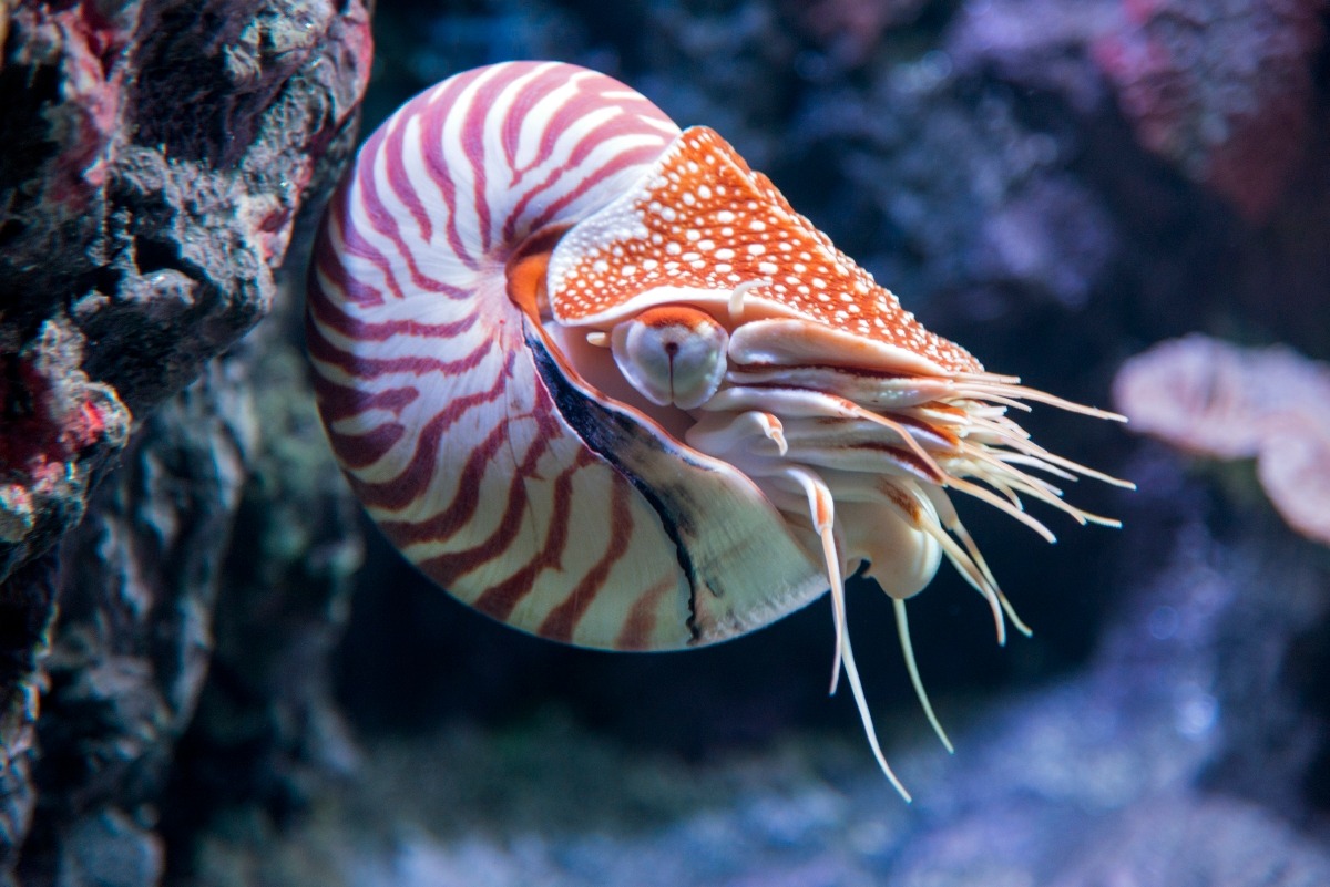 Tentacles up if you can naut get enough of the nautilus! This cousin of the octopus is a living link with the past—little changed for more than 150 million years.