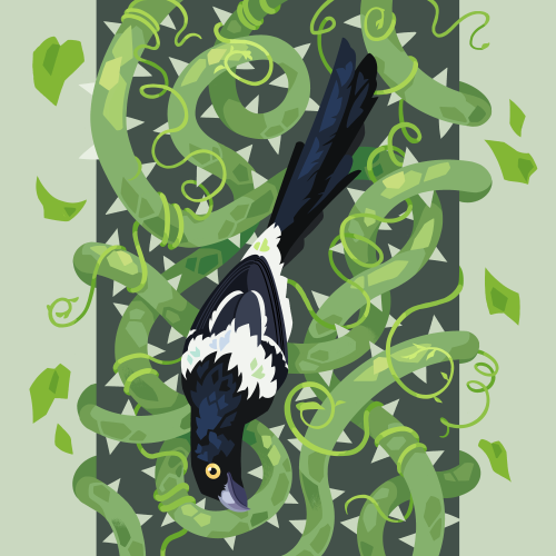 Magpie Tanager in vines twitter / patreon / prints 