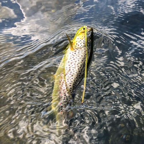 #brown #trout #river #Granta #CambridgeTroutClub (at Cambridge, Cambridgeshire) https://www.instagra