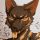 volbeast: Impmon @ Calumon before the digital world arc: Weak!!! Fite me!! I’ll take your data!!!! During the final arc: 