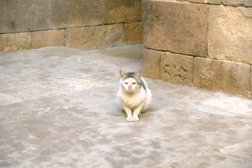 theuserformerlyknownas778:  Cats of Beit el Harawi 1 by Andrea Kirkby https://flic.kr/p/2gKHVSM