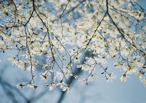 フィルム写真を始めて、 最初の頃に撮ったもくれんと雪柳の写真が気に入っていて 毎年、同じパターンで撮ってみるが、 上手くいかない。  なぜだろう。。 あの頃のように清らかな気持ちで撮ってないなから？ 