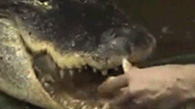topherchris:PIZZA GATOR