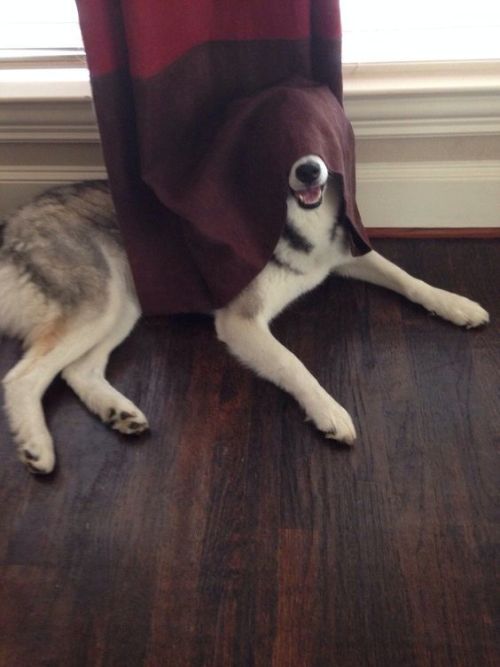 d20-darling: between-stars-and-waves: dontwantthenextcommanderiwantyou: trasemc: Huskies gives me li