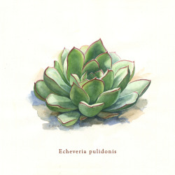 eatsleepdraw:  Watercolor botanical illustration. http://aaronapsley.tumblr.com/